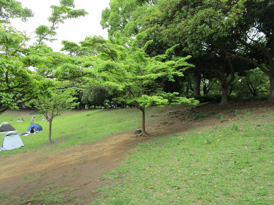 ヤマボウシ (4).jpg