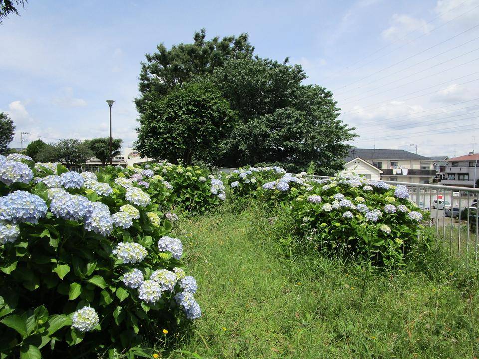 アジサイ (3).jpg