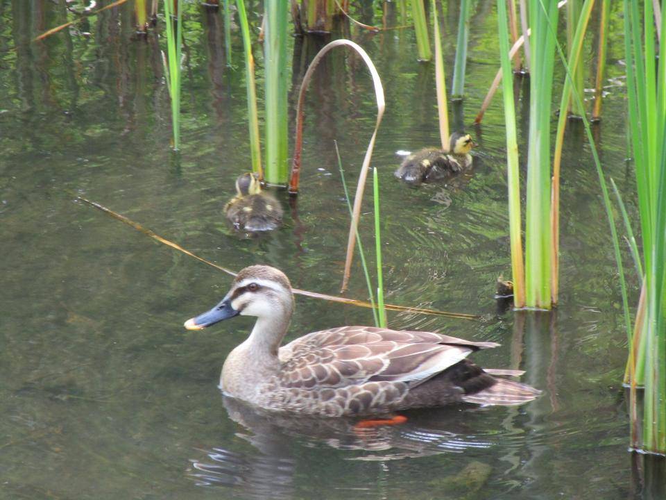 カルガモ親子 (2).jpg