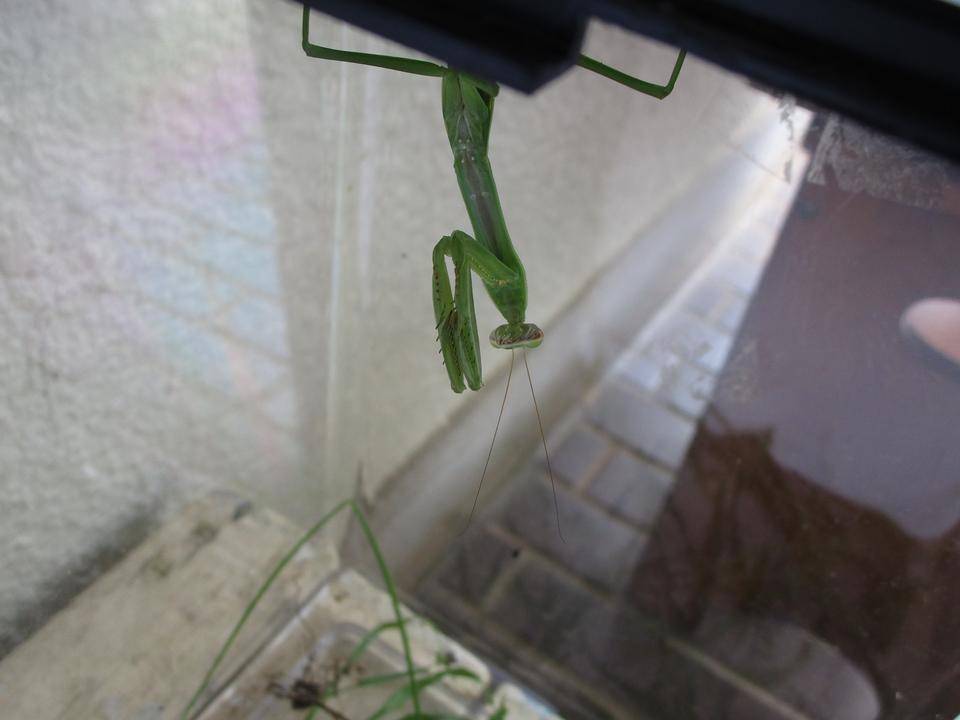 カマキリ展示 (3).jpg