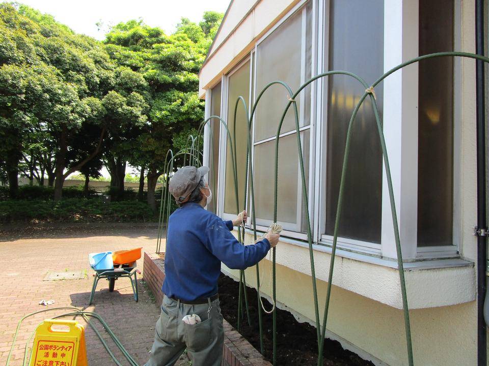 グリーンカーテン (2).jpg
