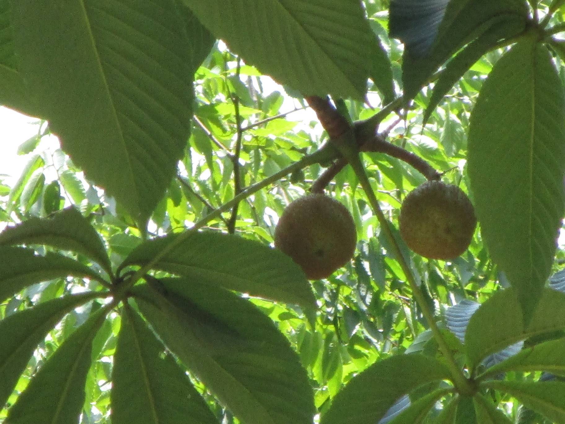 トチノキの実 ブログ 岸根公園公式サイト 公益財団法人 横浜市緑の協会