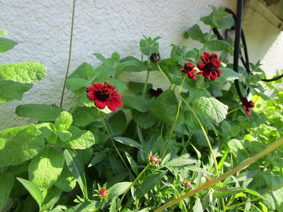 チュコレートコスモス (3).jpg