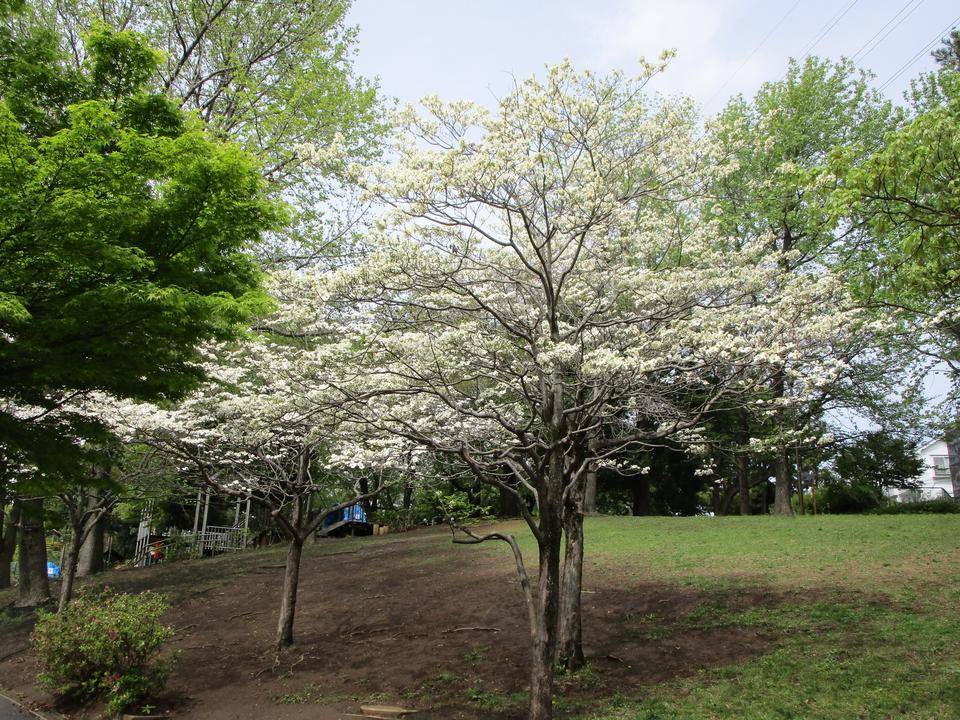 花水木 (2).jpg