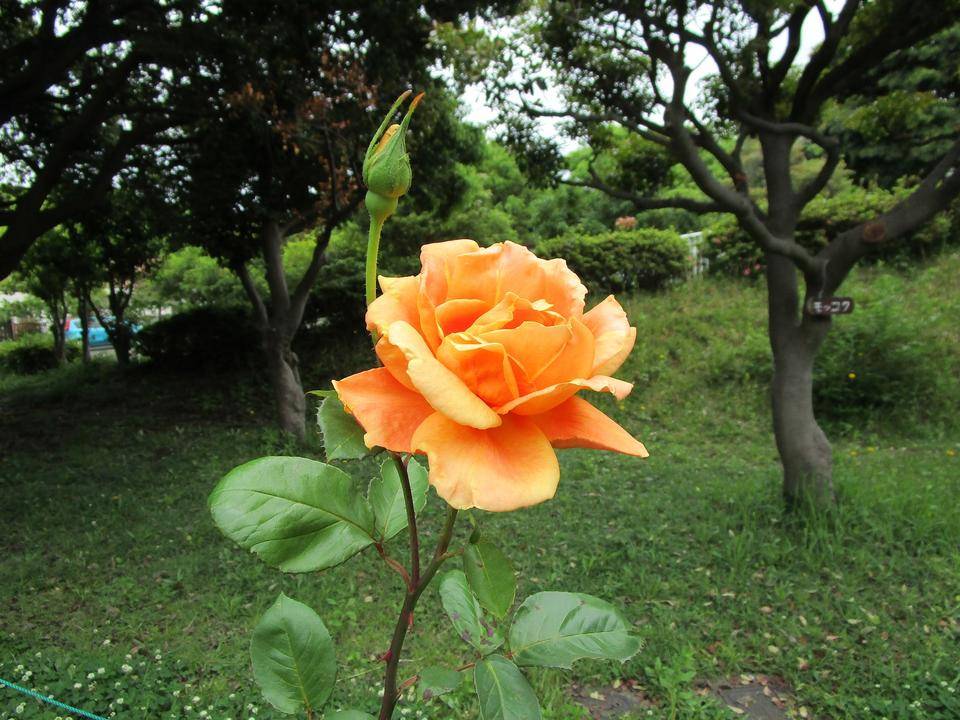 薔薇○コメント下さい 花木・庭木,バラ,ヤンスペック ローゼンの購入なら赤塚植物園