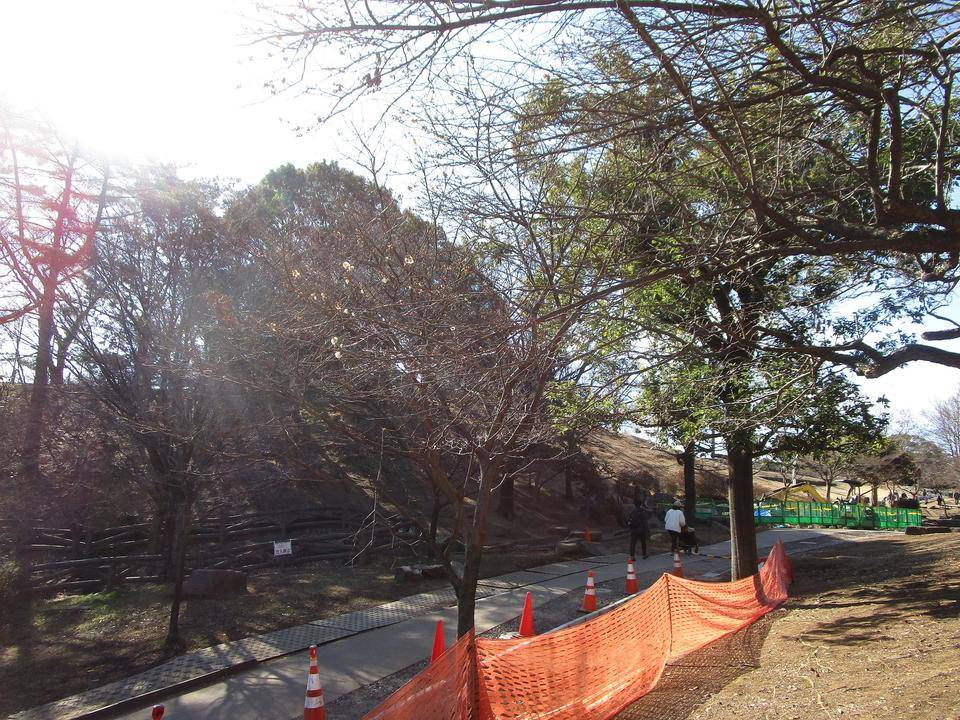 梅の写真 (3).jpg