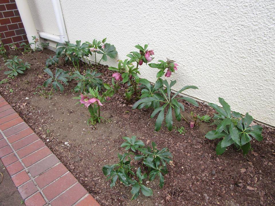 クリスマスローズ (3).jpg