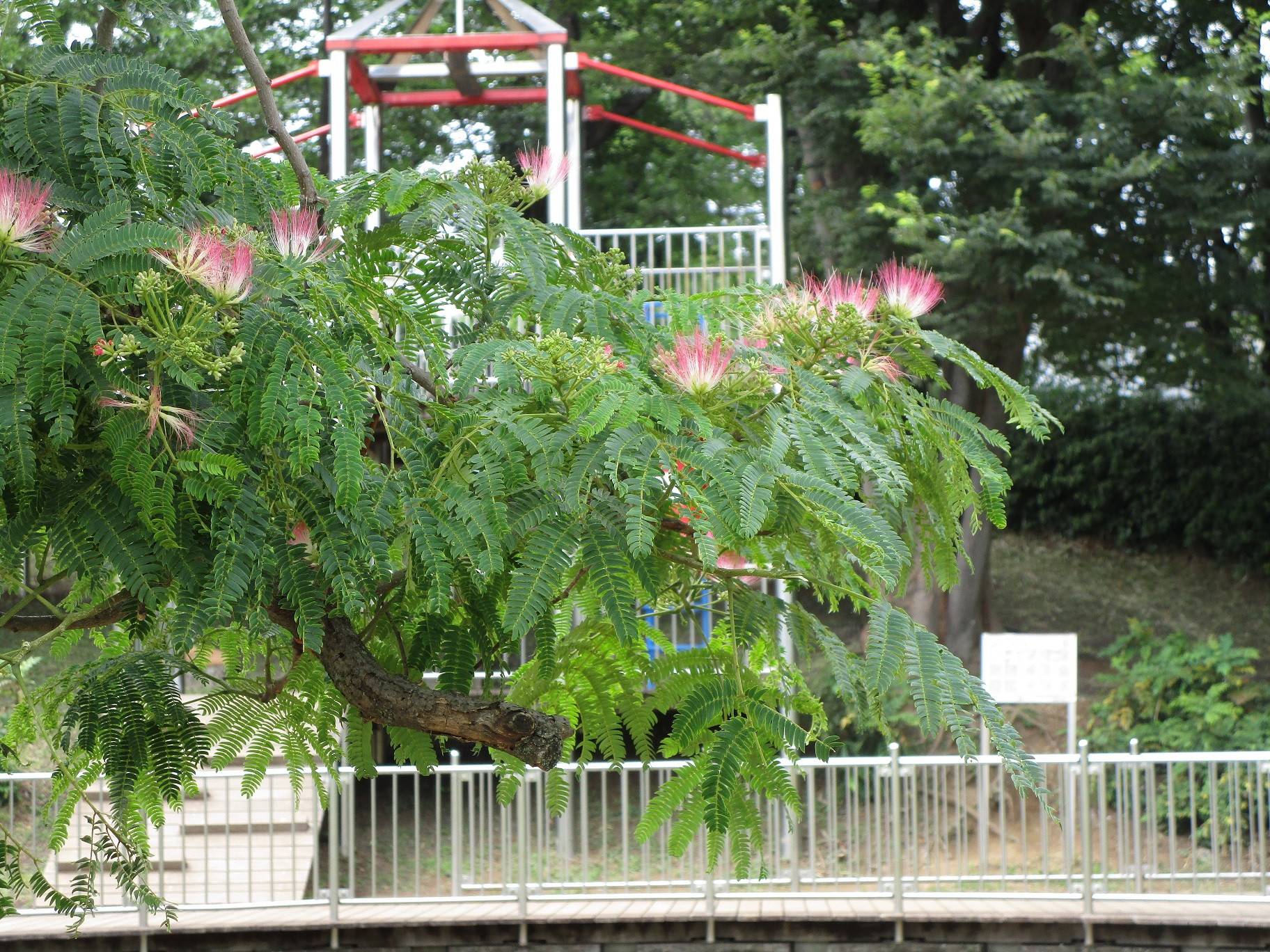 ネムノキ (3).jpg