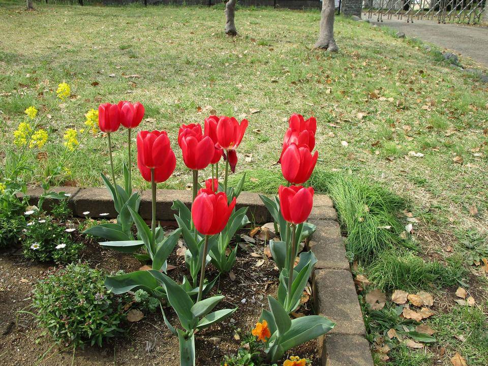 チューリップ (3).jpg