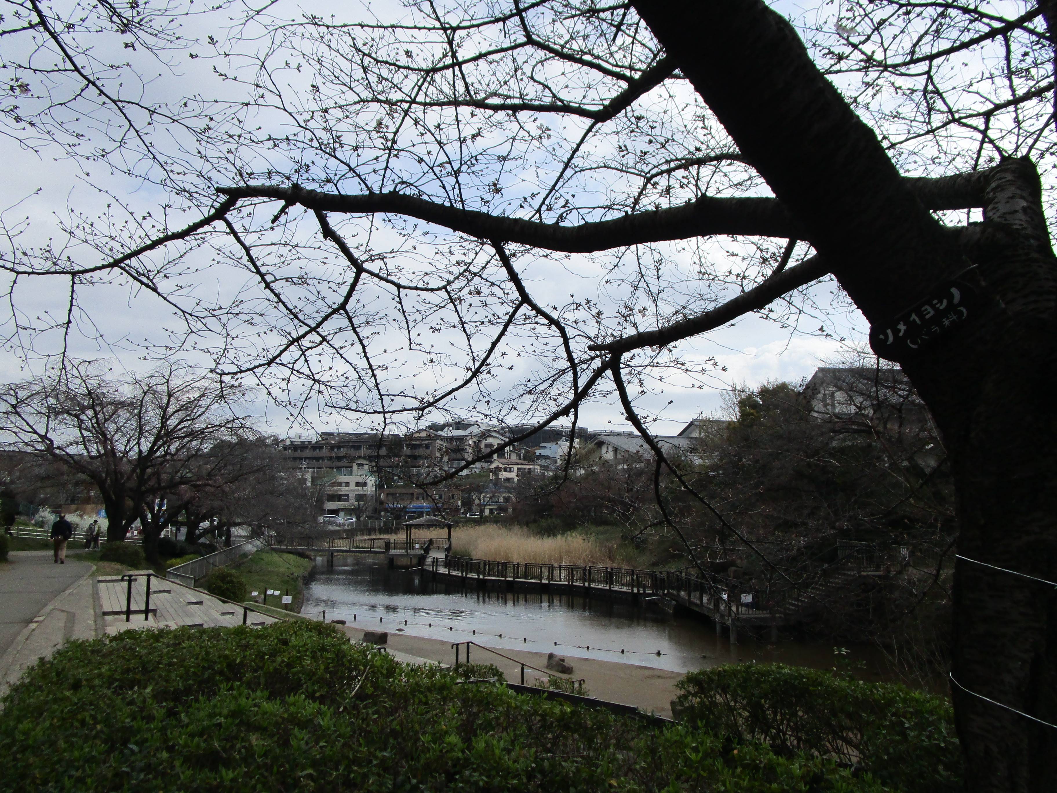 21桜前線 1 桜開花 岸根公園公式サイト 公益財団法人 横浜市緑の協会 21桜前線 1 桜開花 岸根公園公式サイト 公益財団法人 横浜市緑の協会