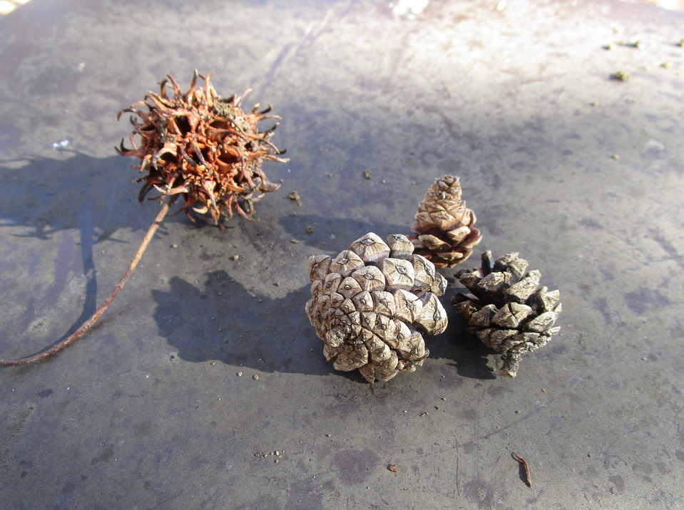 松ぼくり (1).png