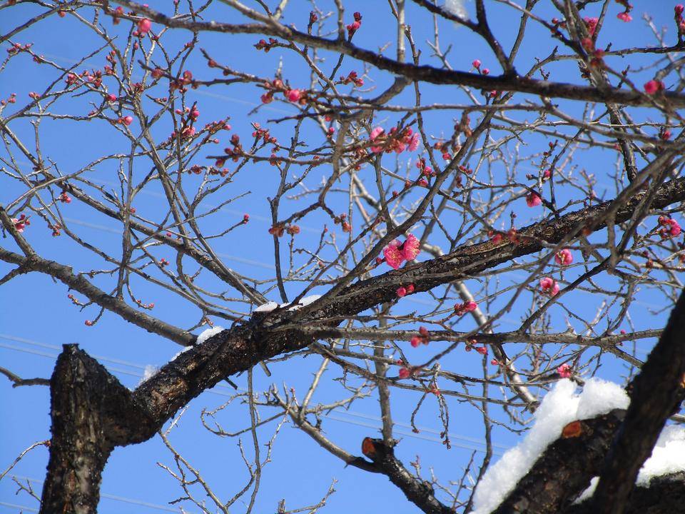 耐雪梅花麗 ブログ 岸根公園公式サイト 公益財団法人 横浜市緑の協会