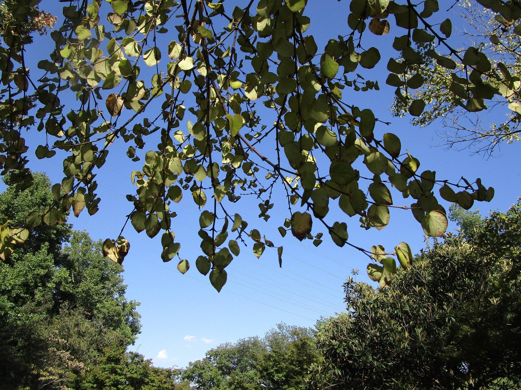 カツラの木 桂の木 ブログ 岸根公園公式サイト 公益財団法人 横浜市緑の協会