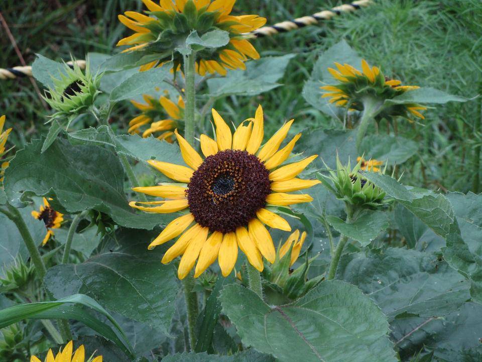 ミニヒマワリ (2).jpg