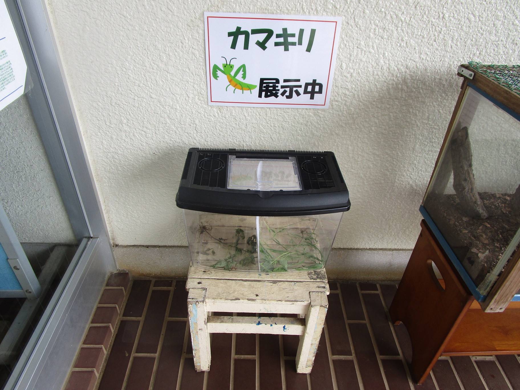 カマキリ展示 (2).jpg