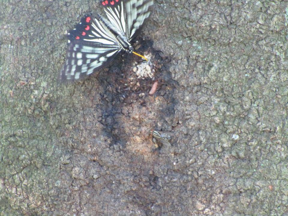 シラカシ (3).jpg