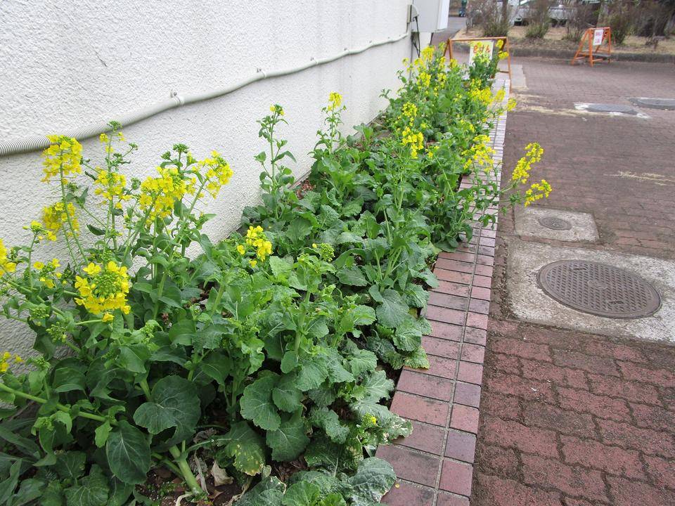 管理センターの花 (4).jpg