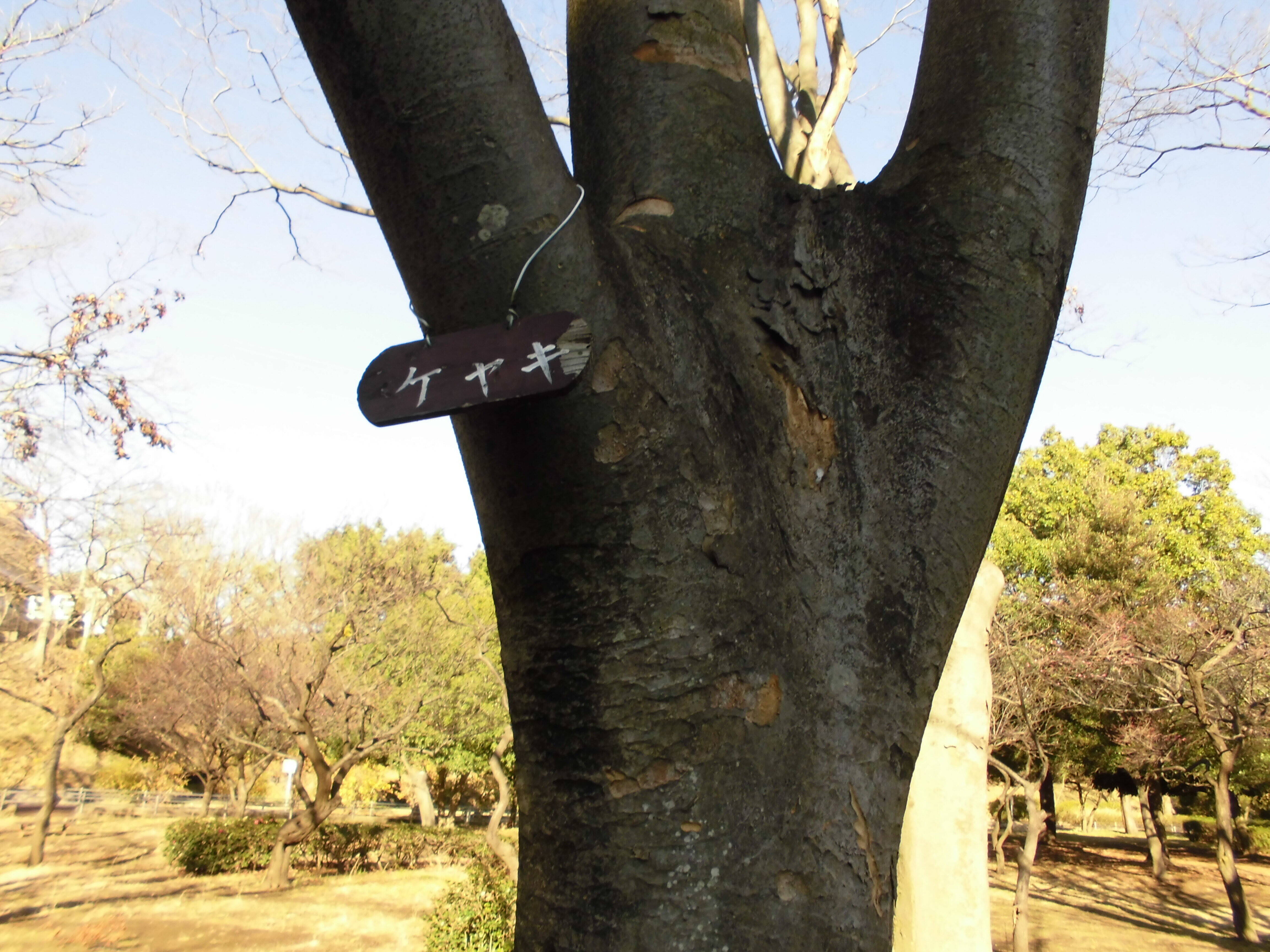 樹名板 ブログ 岸根公園公式サイト 公益財団法人 横浜市緑の協会