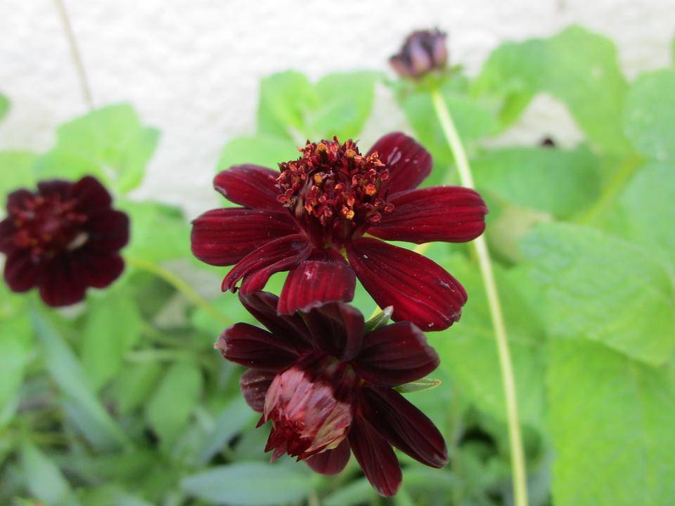 チュコレートコスモス (2).jpg