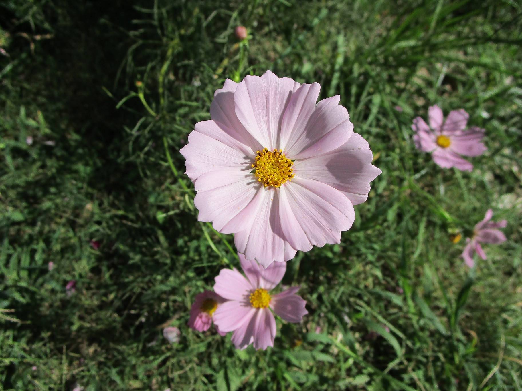 コスモス (3).jpg