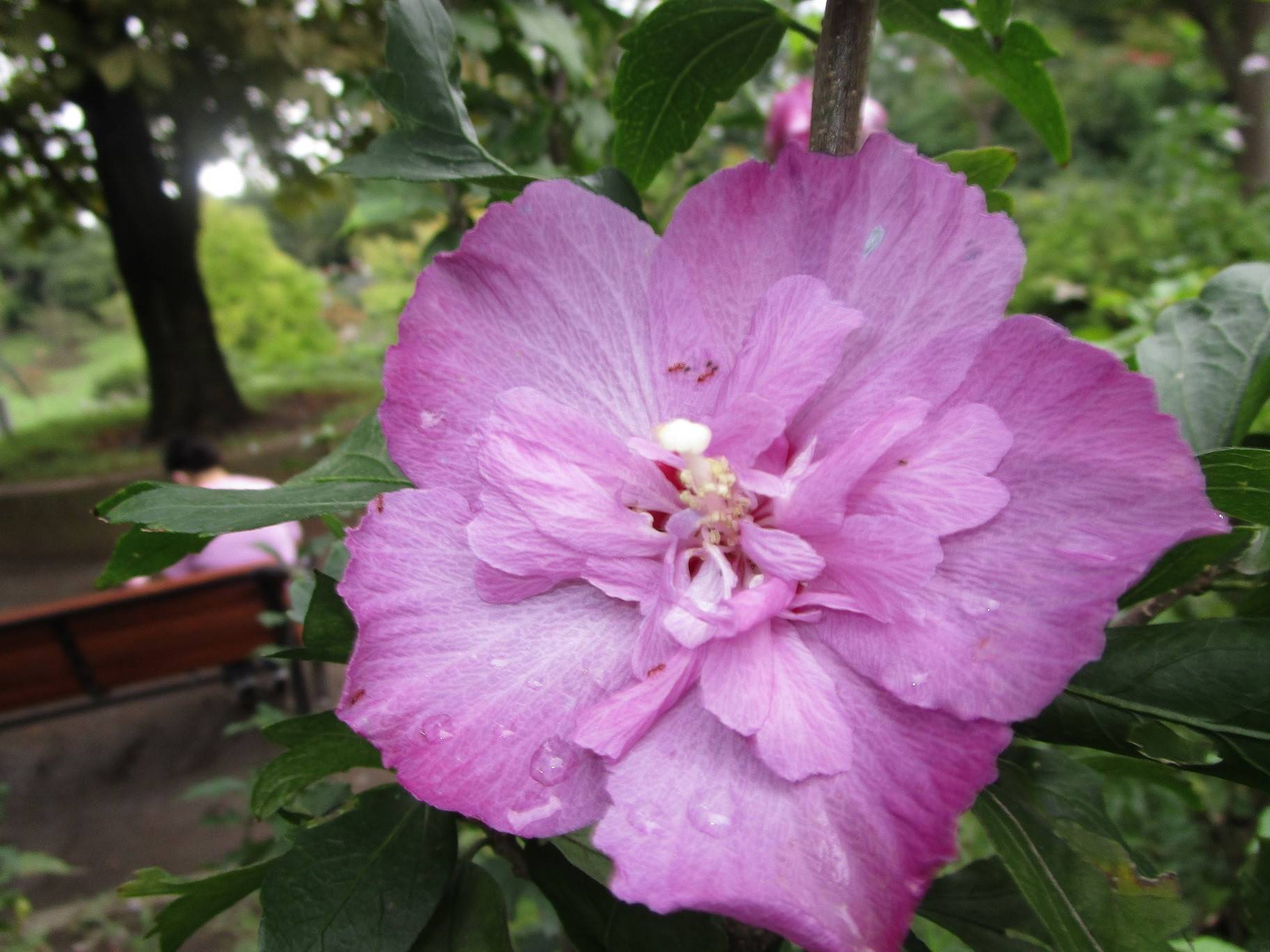 ムクゲの花 (3).jpg