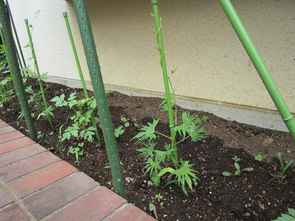 グリーンカーテン (3).jpg