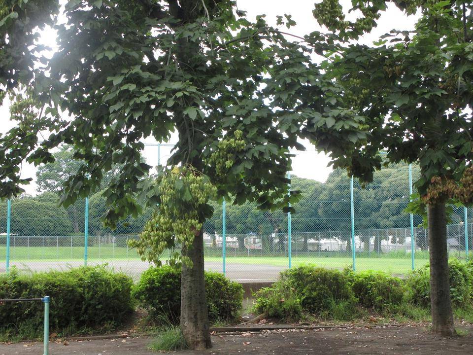 アオギリの実 ブログ 岸根公園公式サイト 公益財団法人 横浜市緑の協会