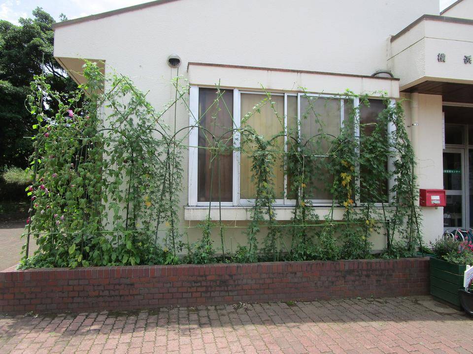 グリーンカーテン (4).jpg