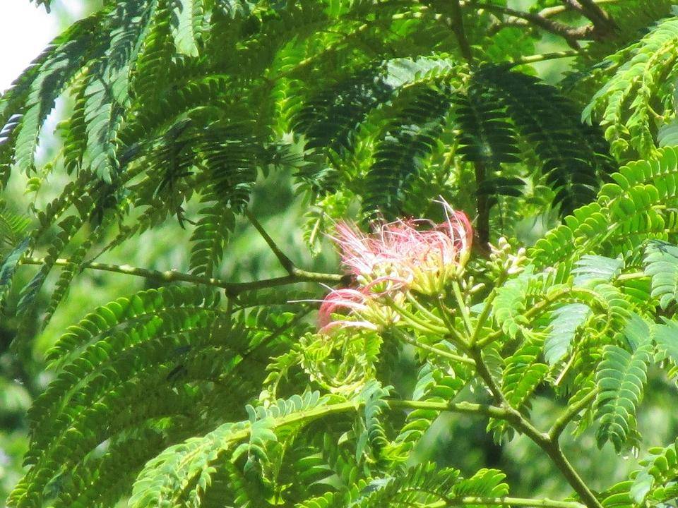 ネムノキ (2).jpg