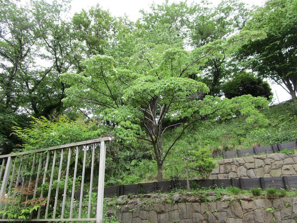 ヤマボウシ (5).jpg