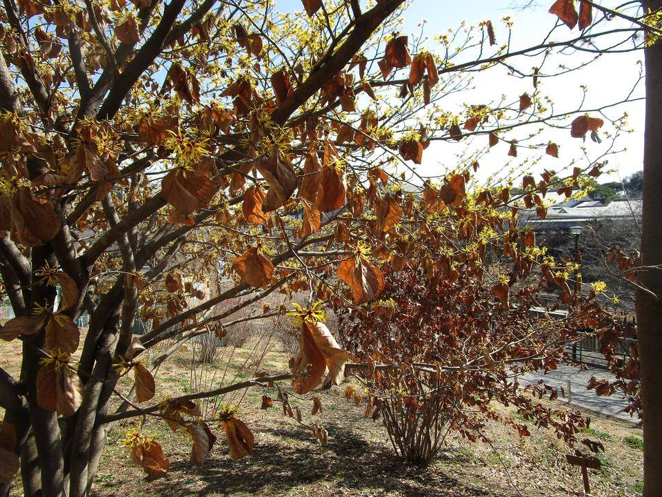 マンサク (3).jpg