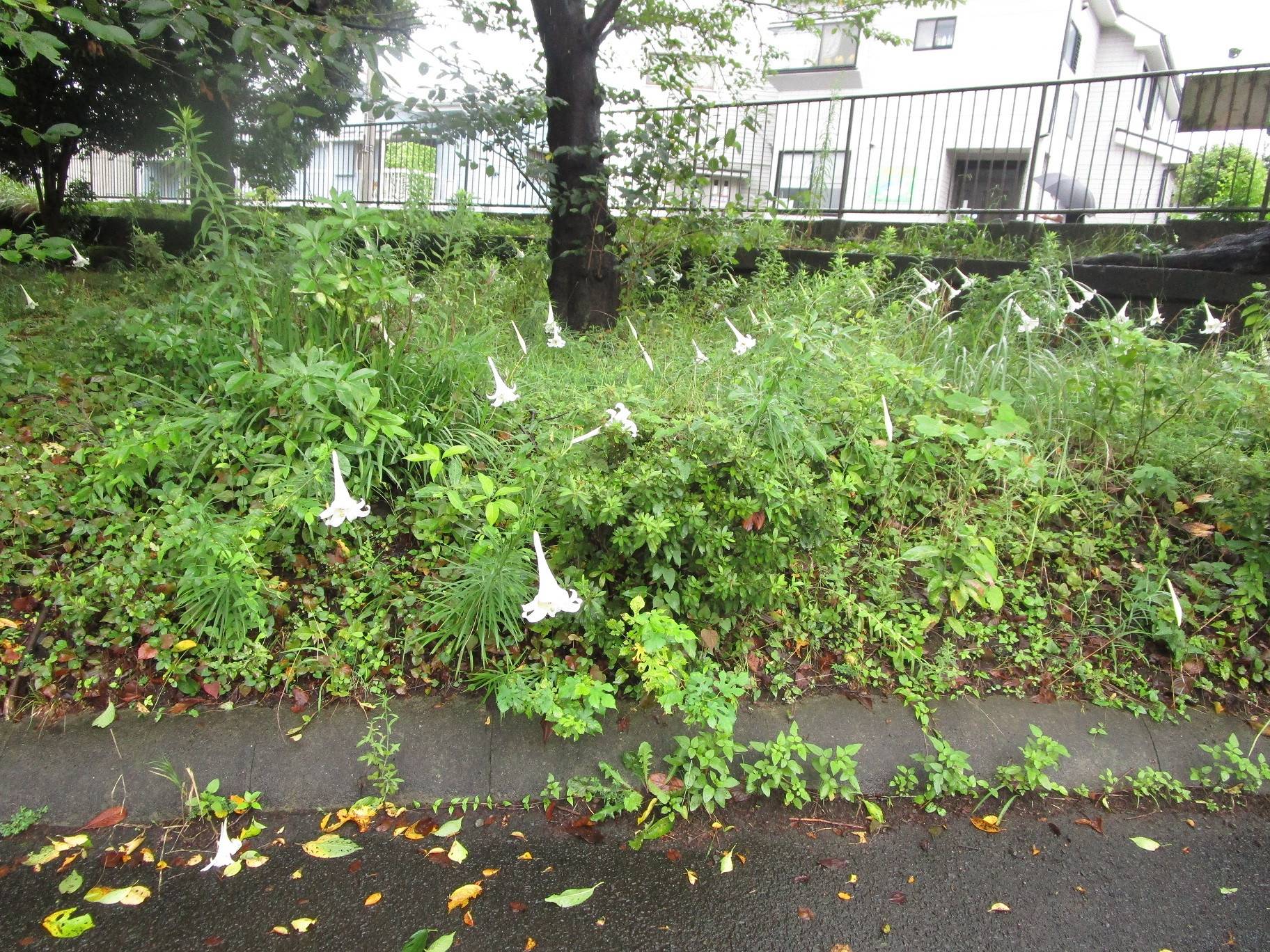 タカサゴユリ (4).jpg