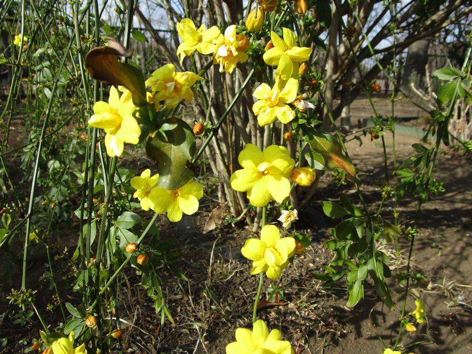 雲南黄梅 (3).jpg