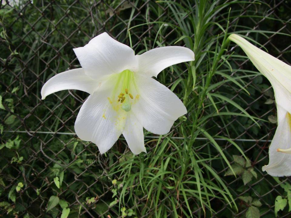 タカサゴユリ (2).jpg