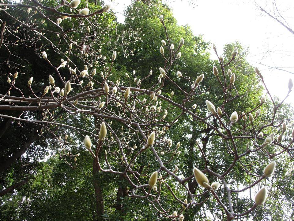 白木蓮の蕾 ブログ 岸根公園公式サイト 公益財団法人 横浜市緑の協会