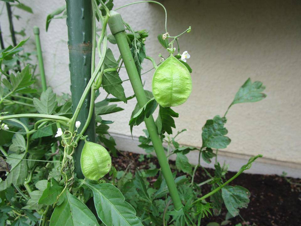 グリーンカテーン (2).jpg