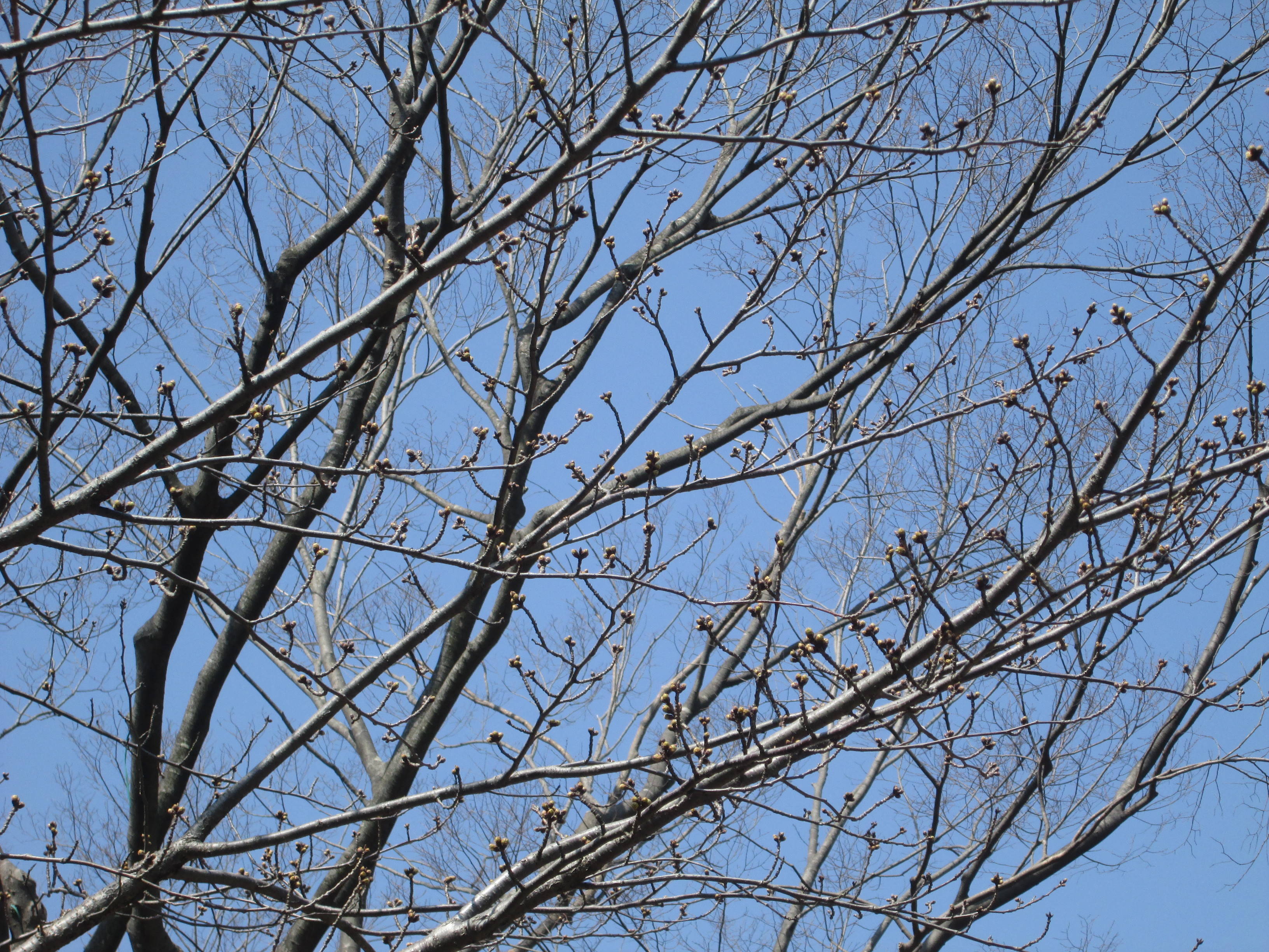 春はまだ遠いの写真