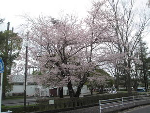 俣野公園桜開花情報【４月9日号】