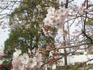 俣野公園桜開花情報【４月６日号】