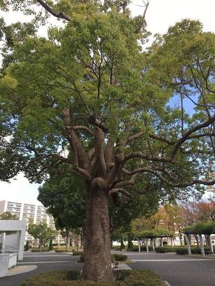 俣野公園のクスノキ