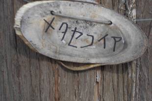 冬のメタセコイア