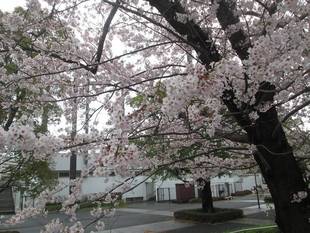 俣野公園桜開花情報【予告編】