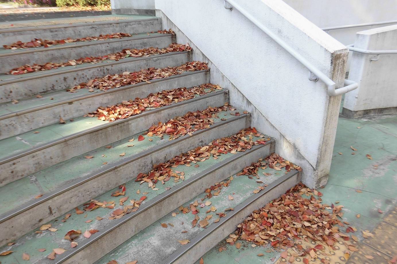 春の落葉の写真