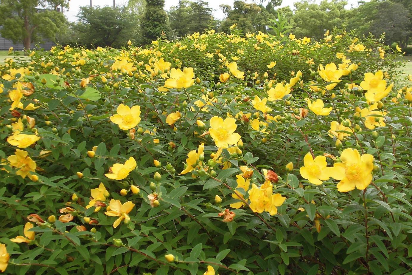 初夏に咲く花 ブログ 俣野公園公式サイト 公益財団法人 横浜市緑の協会