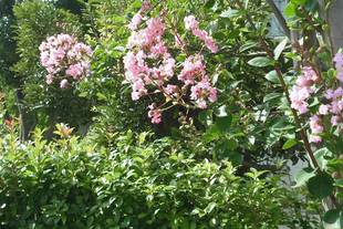 サルスベリの紅い花