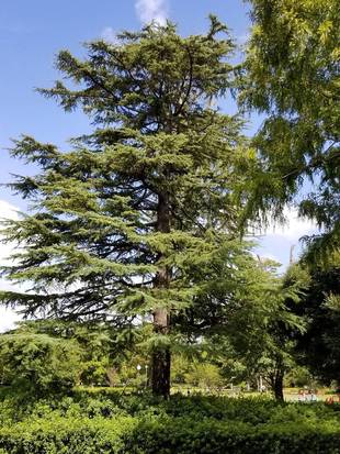 ヒマラヤ杉のシダーローズ