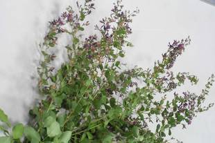 似て非なるもの