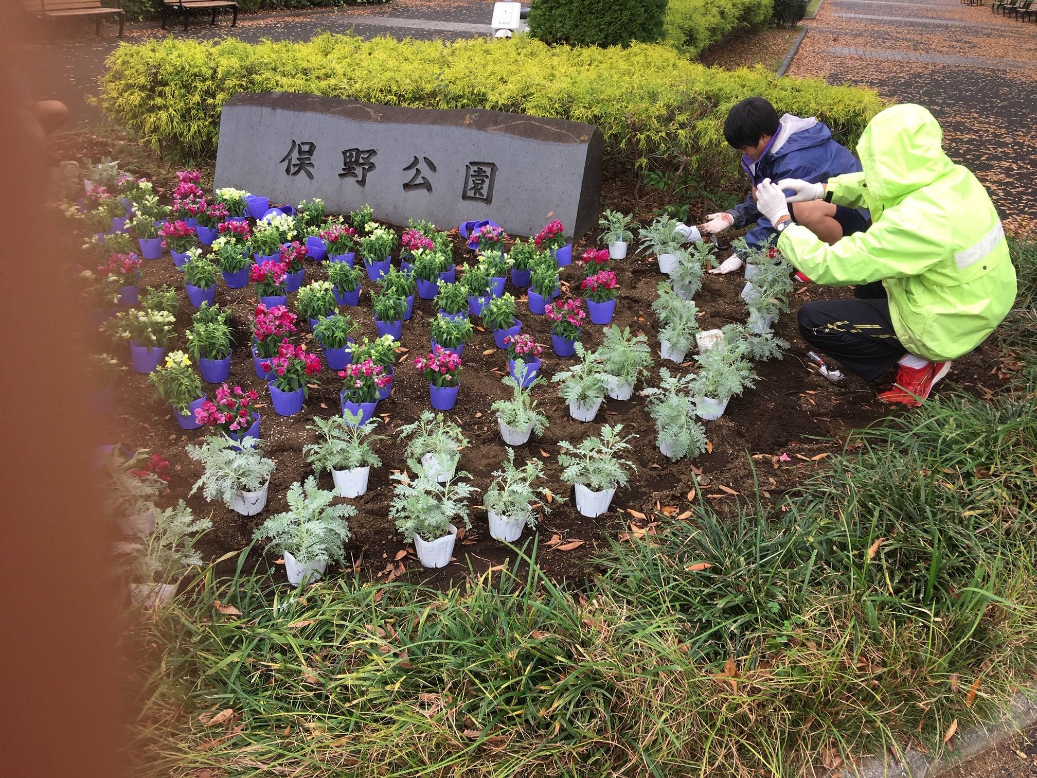 秋の花苗植えの写真