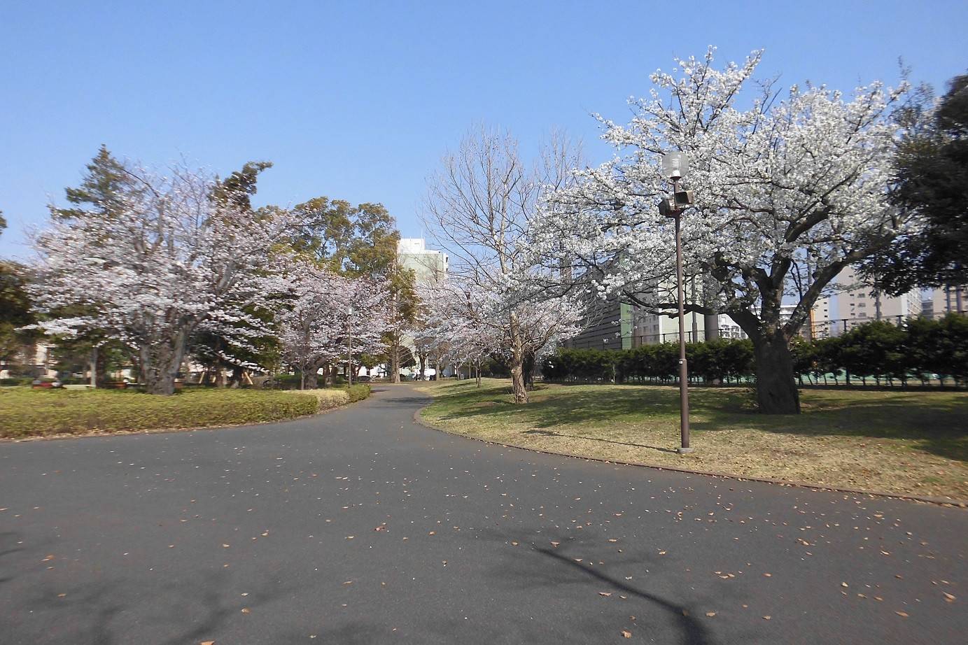 俣野公園桜開花情報【3月28日号】の写真