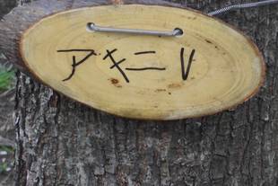 樹名札の取り付け